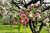 Blühende Bäume auf der Obstwiese - 
