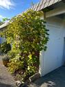 Carport seitlich - 