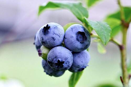 Pflücken am Straßenrand - 