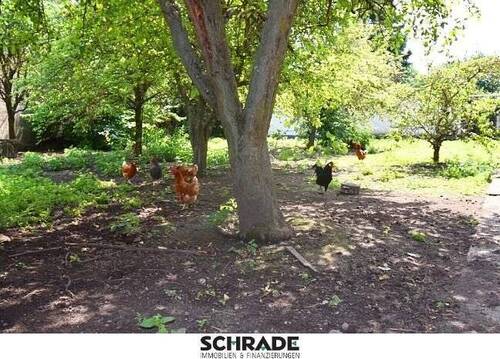 ...sowie ein schattiges Plätzchen für die Hühner - 