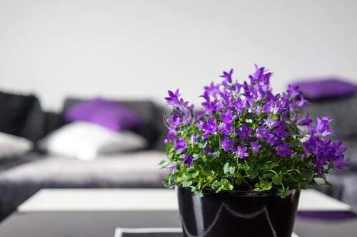 MUSTERBILD - BLUMEN - !!! ImmoPoint !!! (5) 6-Familienhaus in TOP LAGE !!! (IP V 6 CK 210)