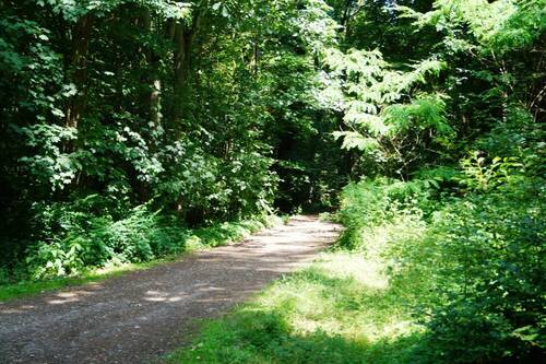 Waldrandlage - 