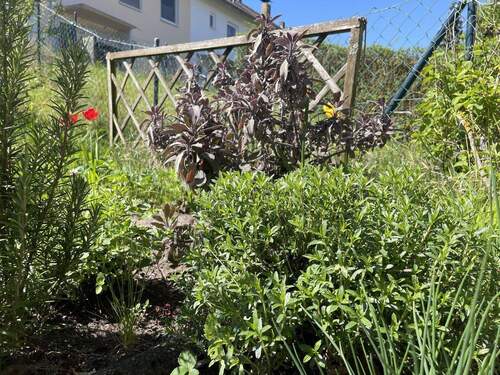 Kräuterbeet an der Terrasse - 