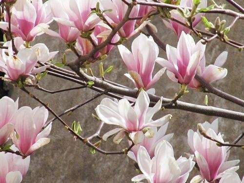 .. Frühjahr im eigenen Haus ! - Bauernhaus, Landhaus mit 300,00 m&sup2; in Gaukönigshofen zum Kaufen