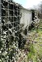 Hinter der Gartenmauer - 
