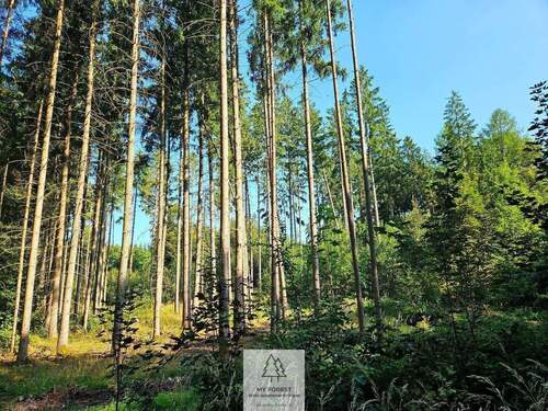 waldverkauf-ingolstadt_13.jpg - 