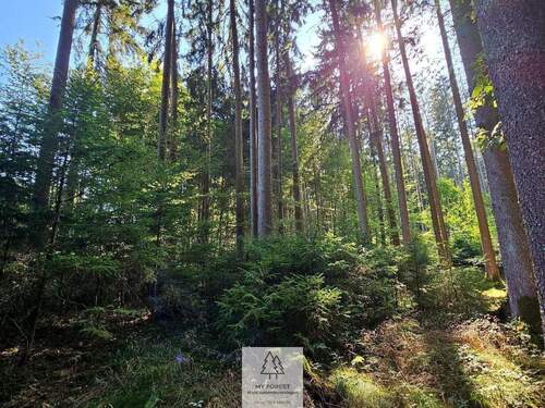 waldverkauf-ingolstadt_12.jpg - 