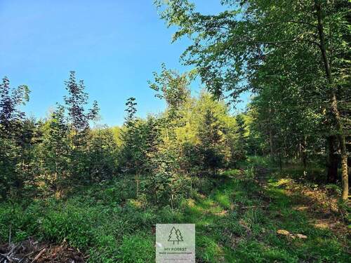 waldverkauf-ingolstadt_16.jpg - 