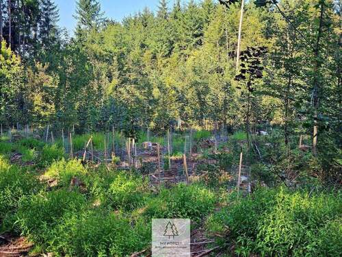 waldverkauf-ingolstadt_17.jpg - 