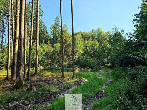 waldverkauf-ingolstadt_14.jpg - 