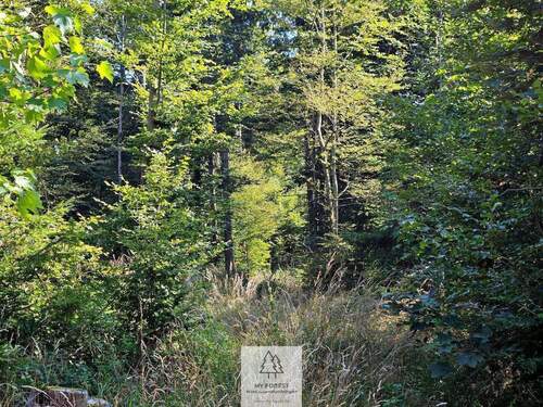 waldverkauf-ingolstadt_22.jpg - 