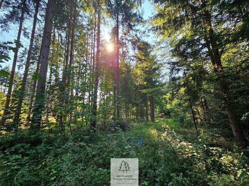 waldverkauf-ingolstadt_23.jpg - 