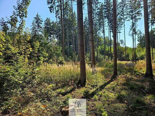 waldverkauf-ingolstadt_27.jpg - 