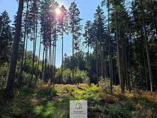 waldverkauf-ingolstadt_28.jpg - 