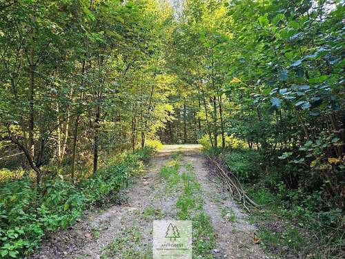 waldverkauf-ingolstadt_32.jpg - 