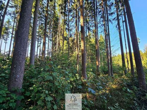 waldverkauf-ingolstadt_05.jpg - 