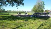 Paddock und Hausweide - 