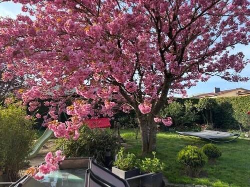 Kirschblüte im Garten - 