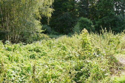 Bewuchs vorn.jpg - Grundstück in Hechthausen