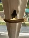 Griffolive - 