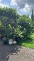 Blick aus WZ in Garten - 