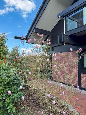Magnolienbaum - 