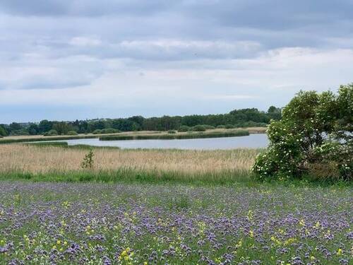 Dippelsdorfer Teich - 