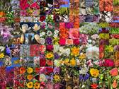 Blüten - 