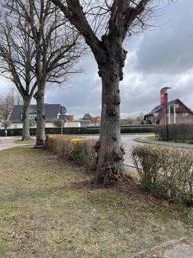 Baumbestand auf dem Grundstück - 