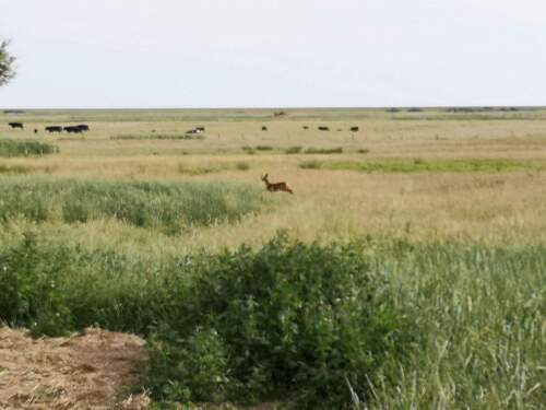 Reh auf dem Grundstück - 