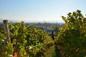 Tüllinger Berg - 