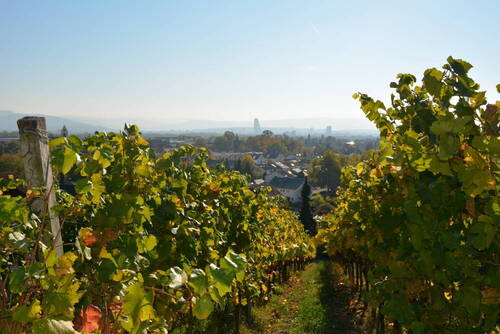Tüllinger Berg - 