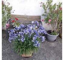 Einfamilienhaus mit Einliegerwohnung und 3 Garagen auf großem Grundstück in Euerbach, OT