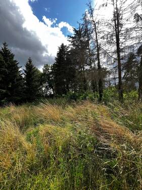 Blick nach hinten.jpeg - Grundstück zum Kaufen in Wustermark