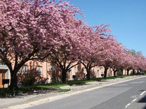 Lutherstrasse - 2 Zimmer Etagenwohnung zur Miete in Chemnitz