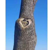 Schönes EFH in Top-Lage von Wangen, sehr ruhig, wenig Verkehr, wunderbar grün - Wangen im Allgäu