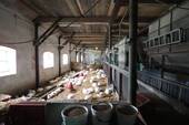 IMG_6250a.JPG - 