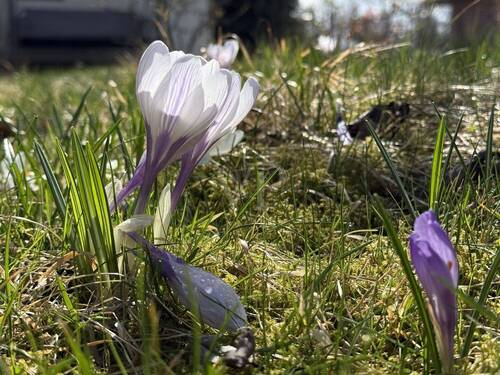 Ihr Platz zum Bauen - Grundstück zum Kaufen in Berlin-Pankow