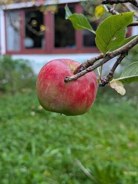 Obst im Garten - 
