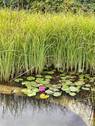 Naturteich - 