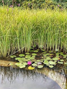 Naturteich - 