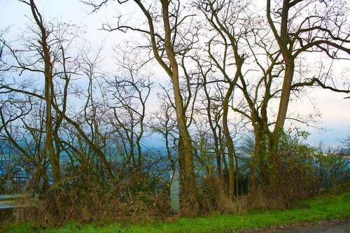 Grundstück mit Baumbestand - 