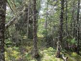 Vermessungslinie - 