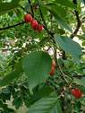 Kirschen - 