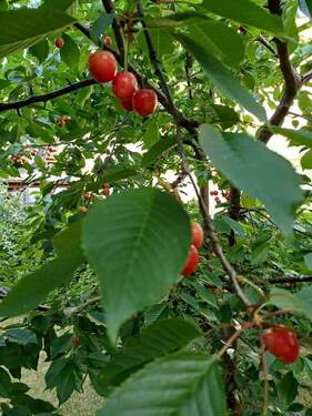 Kirschen - 