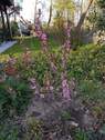 Garten rechts des Hauses - 