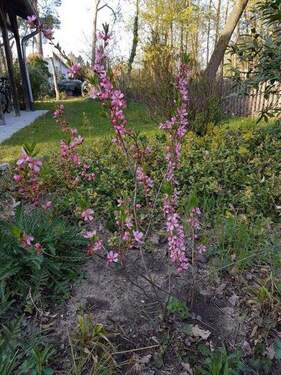 Garten rechts des Hauses - 