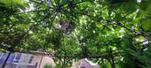 Sommerabende unterm Pavillion - 