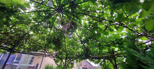Sommerabende unterm Pavillion - 