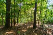Grundstücksumgebung - ** Unberührte Natur in bester Lage - 5 Grundstücke **